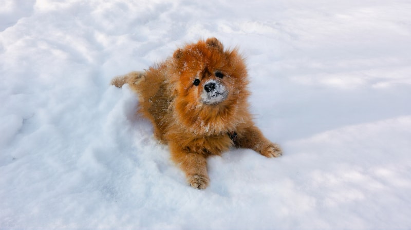 Расширитель изображений ИИ